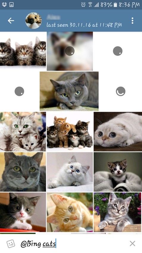 Bing Cats